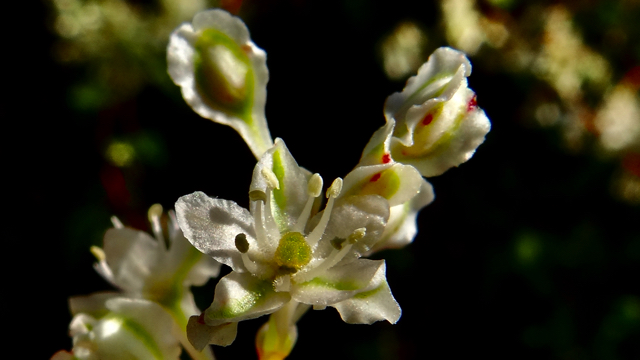 Chinese bruidssluier - Fallopia baldschuanica