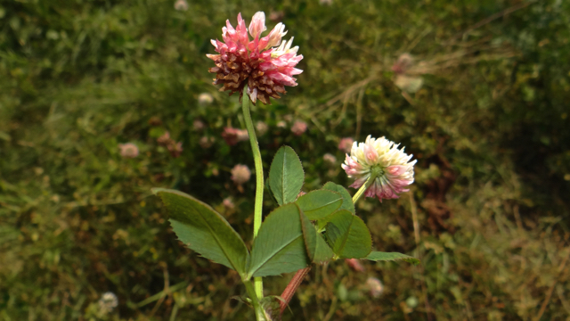 Basterdklaver - Trifolium hybridum