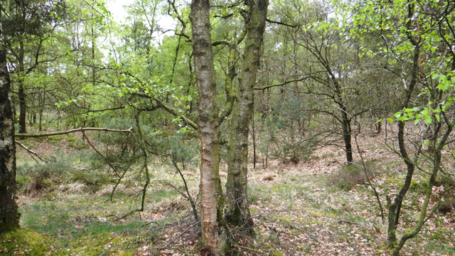 Zachte berk - Betula pubescens