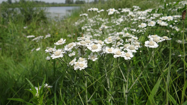 Wilde bertram - Achillea ptarmica