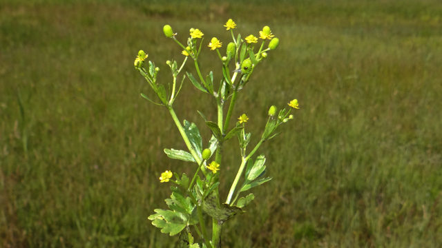 Blaartrekkende boterbloem - Ranunculus sceleratus