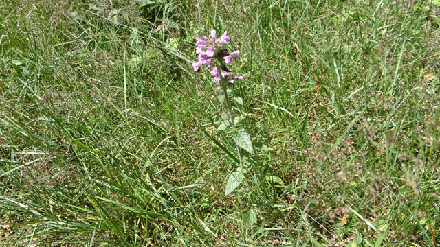 Borstelkrans - Clinopodium vulgare