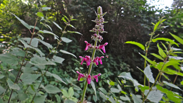 Bosandoorn - Stachys sylvatica