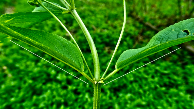 Bosbingelkruid - Mercurialis perennis