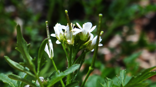 Bosveldkers - Cardamine flexuosa