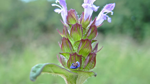 Gewone brunel - Prunella vulgaris