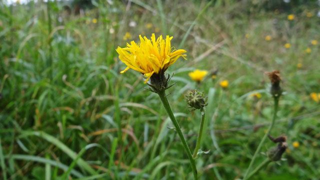 Echt bitterkruid - Picris hieracioides