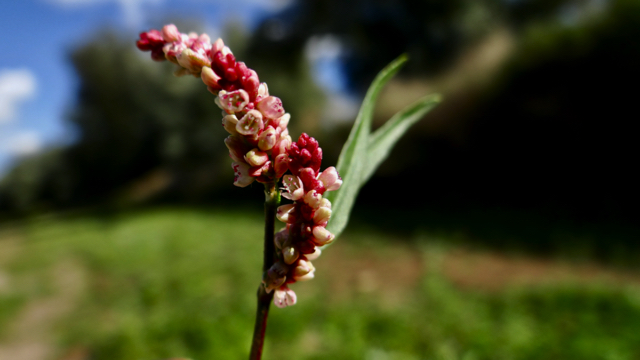 Beklierde duizendknoop - Persicaria lapathifolia