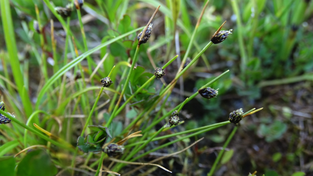 Borstelbies - Isolepis setacea