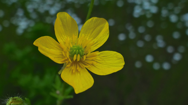 Behaarde boterbloem - Ranunculus sardous