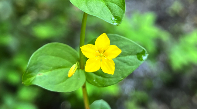 Boswederik - Lysimachia nemorum