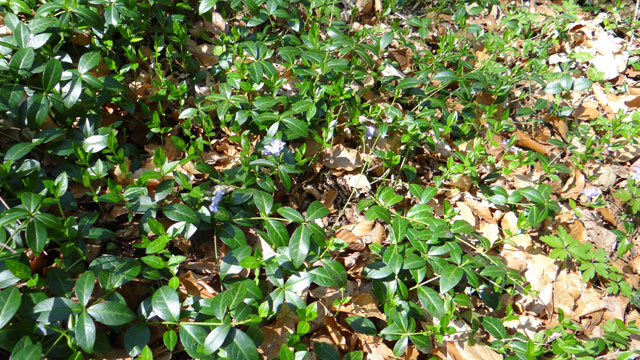 Kleine maagdenpalm - Vinca minor