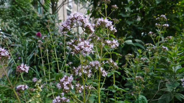 Wilde marjolein - Origanum vulgare