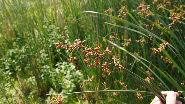 Mattenbies - Schoenoplectus lacustris