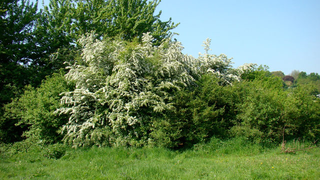 Eenstijlige meidoorn - Crataegus monogyna