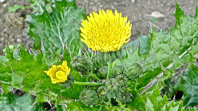 Gekroesde melkdistel - Sonchus asper