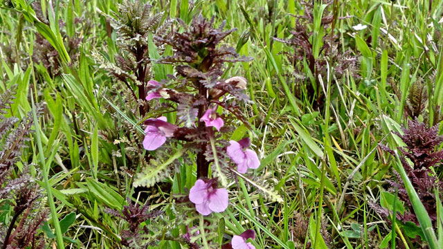 Moeraskartelblad - Pedicularis palustris