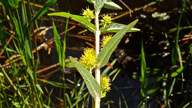 Moeraswederik - Lysimachia thyrsiflora