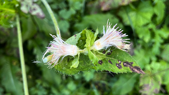 Moeraswolfsklauw - Lycopodiella inundata