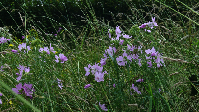 Muskuskaasjeskruid - Malva moschata