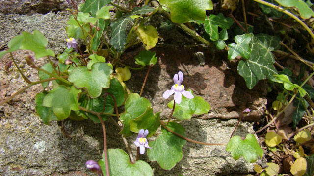 Muurleeuwenbek - Cymbalaria muralis