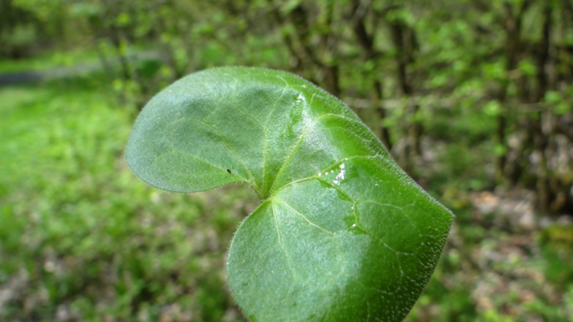 Mansoor - Asarum europaeum