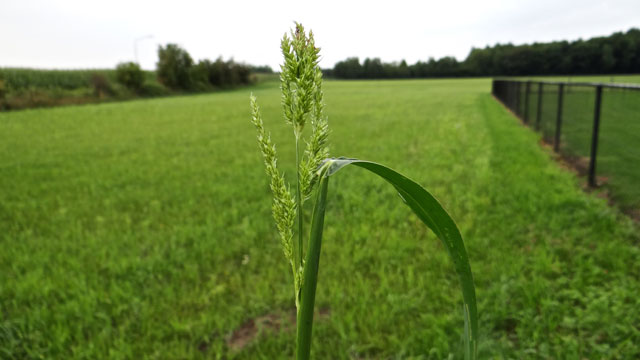 Europese hanenpoot - Echinochloa crus-galli