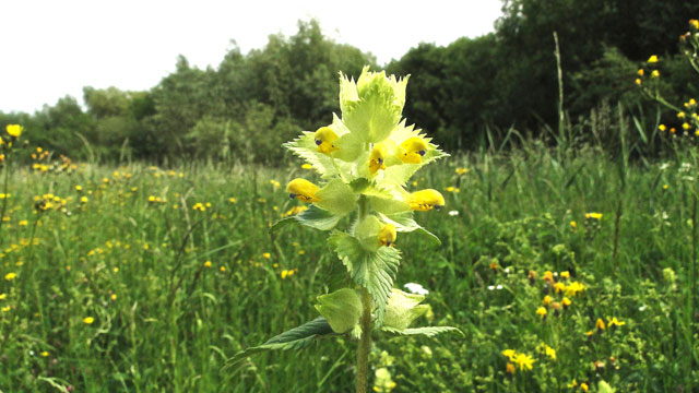 Harige ratelaar - Rhinanthus alectorolophus