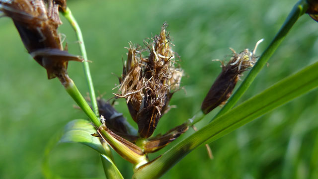 Heen - Bolboschoenus maritimus