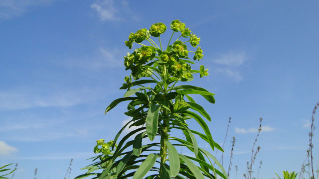 Heksenmelk - Euphorbia esula