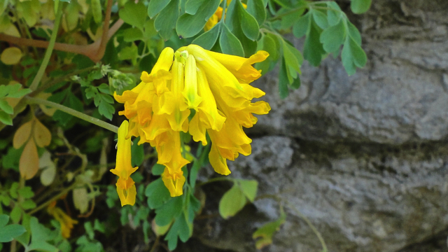 Gele helmbloem - Pseudofumaria lutea