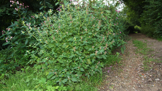 Gewone hennepnetel - Galeopsis tetrahit