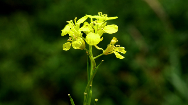 Herik - Sinapis arvensis