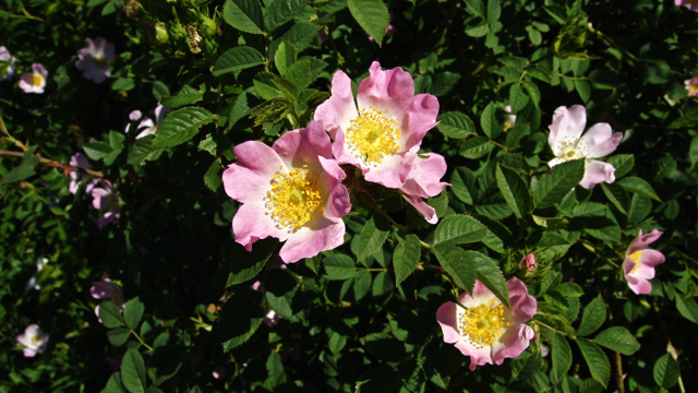 Hondsroos - Rosa canina