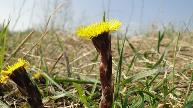 Klein hoefblad - Tussilago farfara