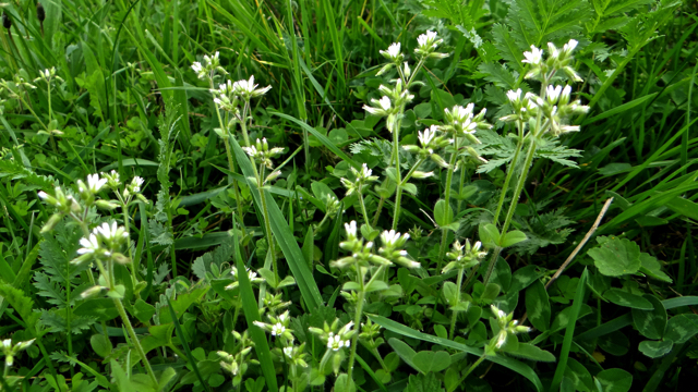 Gewone hoornbloem - Cerastium fontanum s. vulgare