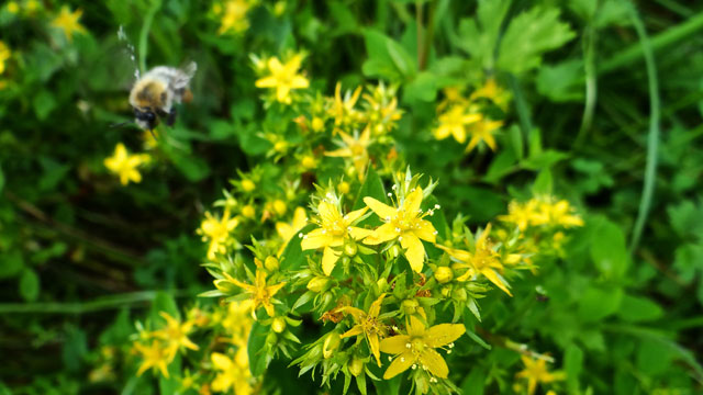 Gevleugeld hertshooi - Hypericum tetrapterum