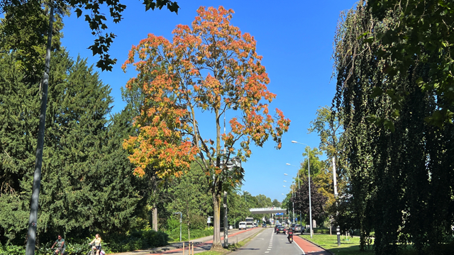 Hemelboom - Ailanthus altissima