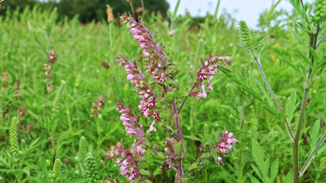 Rode ogentroost - Odontites vernus s. serotinus