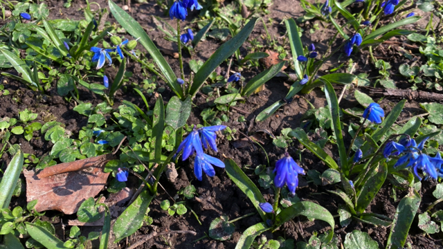 Oosterse sterhyacint - Scilla siberica