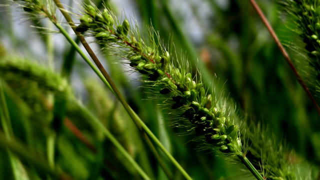 Groene naaldaar - Setaria viridis