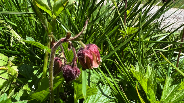 Knikkend nagelkruid - Geum rivale