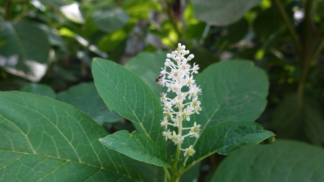 Oosterse karmozijnbes - Phytolacca acinosa