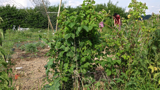 Flora Nederland: Framboos - Rubus