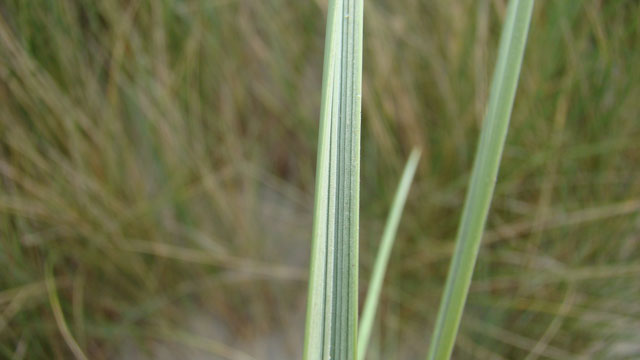 Flora van Nederland: - Calamagrostis