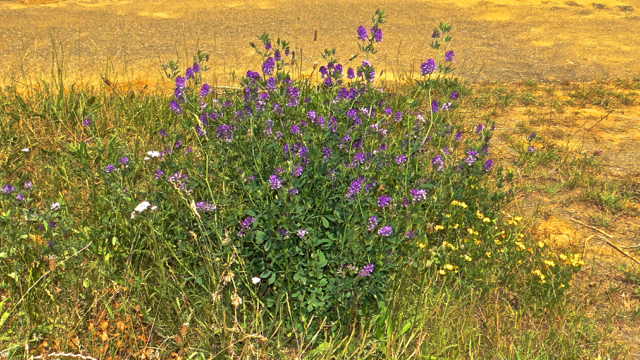 Arthur Conan Doyle maandag goedkoop Flora van Nederland: Luzerne - Medicago sativa