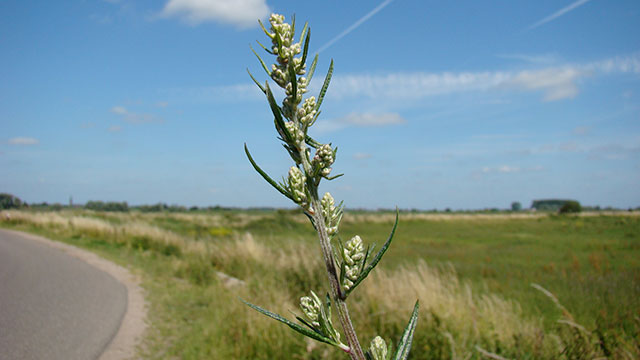 van - Artemisia vulgaris