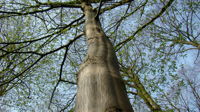 Wonderbaarlijk Flora van Nederland: Haagbeuk - Carpinus betulus BX-89