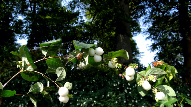 Katholiek Manifesteren Herdenkings Flora van Nederland: Sneeuwbes - Symphoricarpos albus