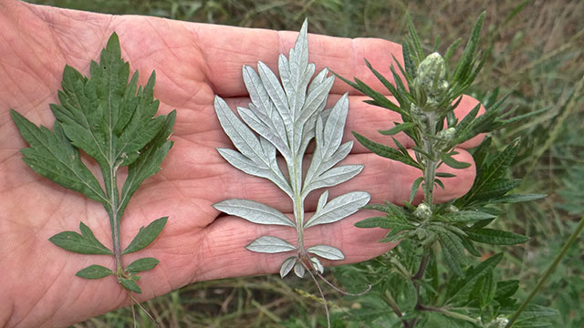 van - Artemisia vulgaris